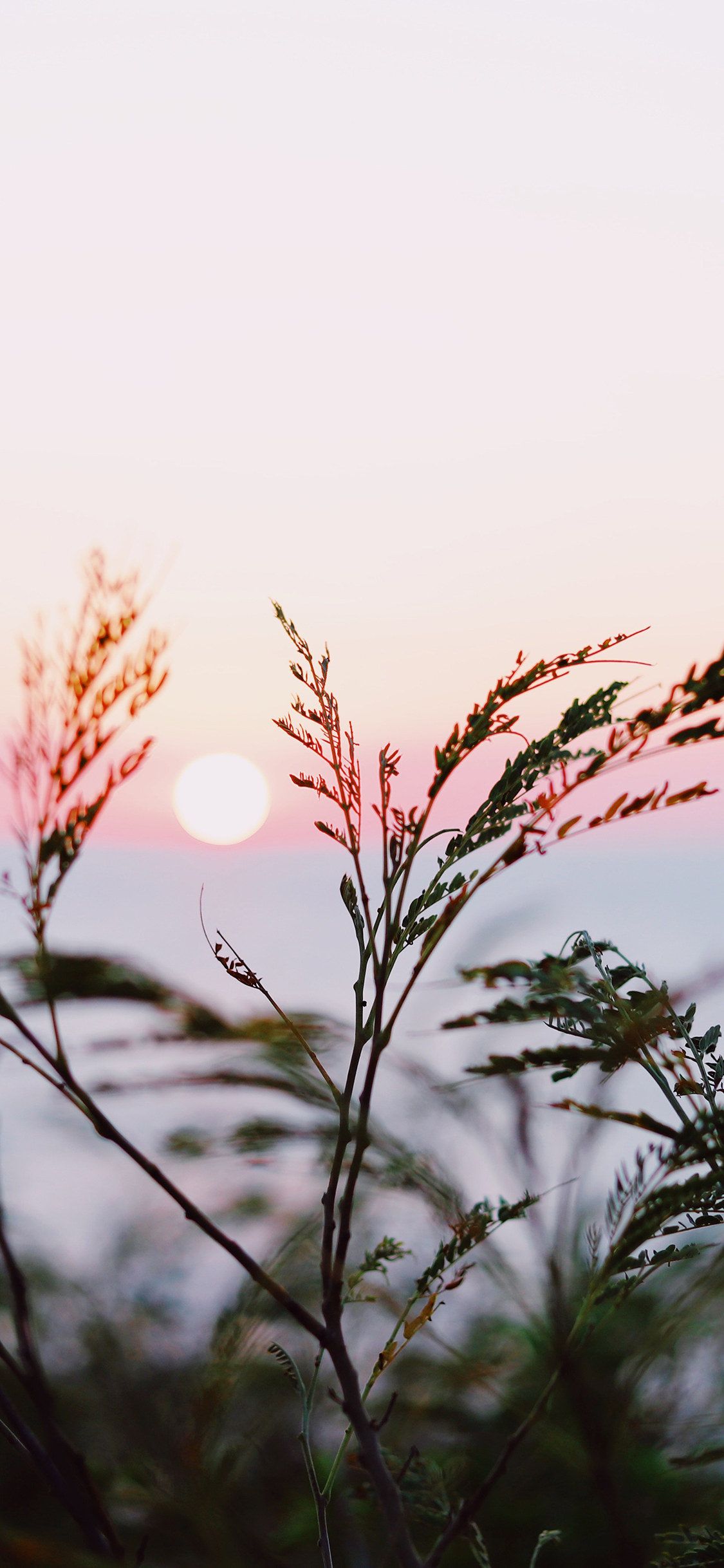 [2436×1125]芦苇 野草 夕阳 天空 渐变 苹果手机壁纸图片