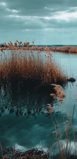 [2436x1125]芦苇荡 水面 倒影 大自然 苹果手机壁纸图片