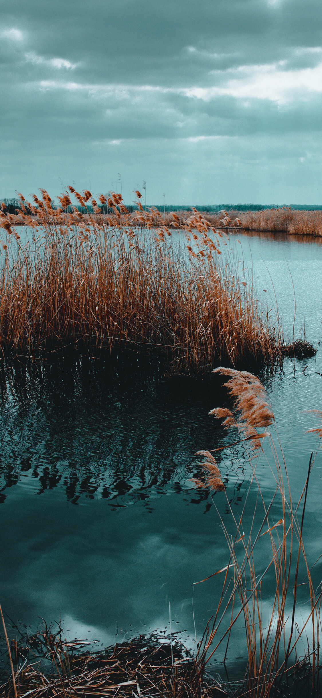 [2436×1125]芦苇荡 水面 倒影 大自然 苹果手机壁纸图片