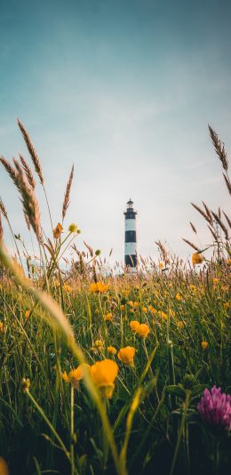 [2436x1125]花丛 黄色 鲜花 灯塔 苹果手机壁纸图片