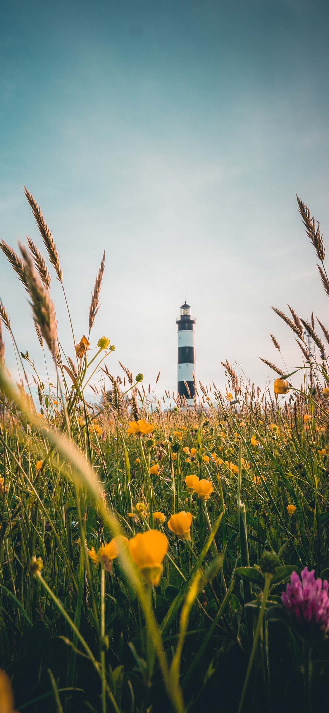 [2436×1125]花丛 黄色 鲜花 灯塔 苹果手机壁纸图片