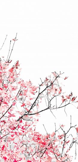 [2436x1125]花季 曝光 滤镜 盛开 苹果手机壁纸图片