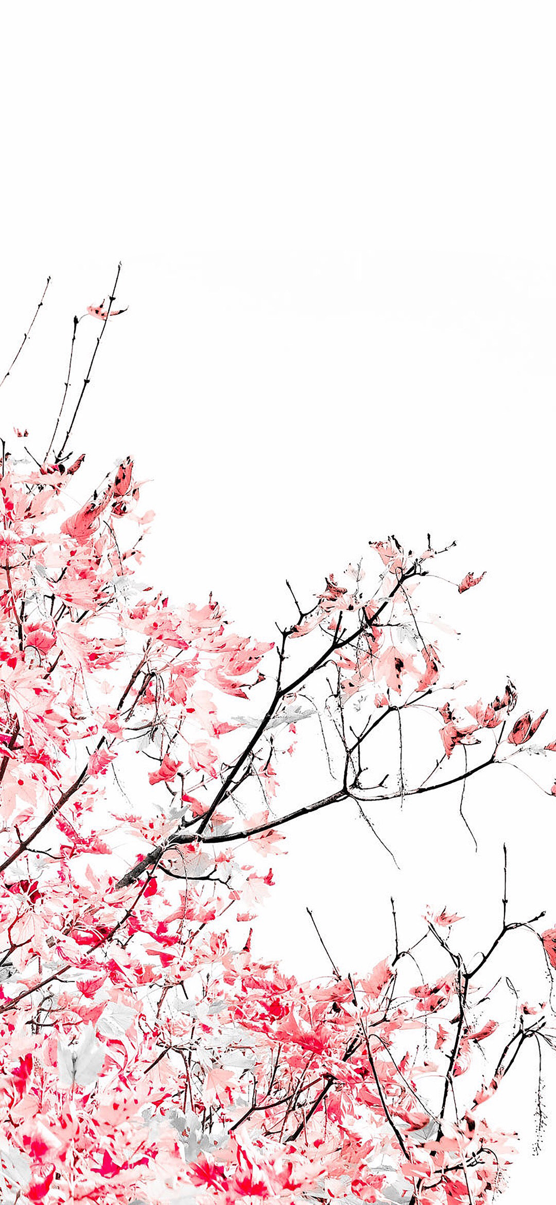 [2436×1125]花季 曝光 滤镜 盛开 苹果手机壁纸图片