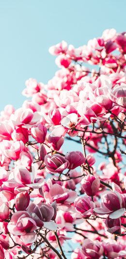 [2436x1125]花季 盛开 鲜花 枝头 苹果手机壁纸图片