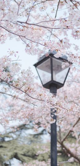 [2436x1125]花季 路灯 盛开 树木 鲜花 苹果手机壁纸图片