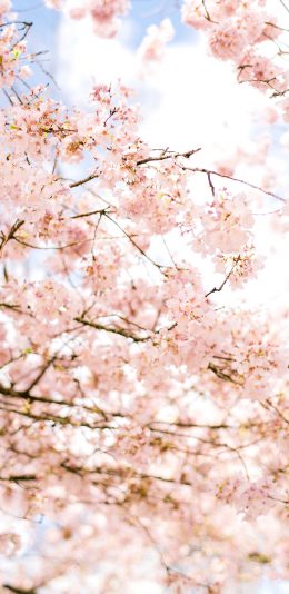 [2436x1125]花季 鲜花  盛开 枝头 苹果手机壁纸图片