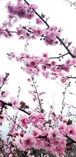[2436x1125]花季 鲜花 盛开 花朵 苹果手机壁纸图片