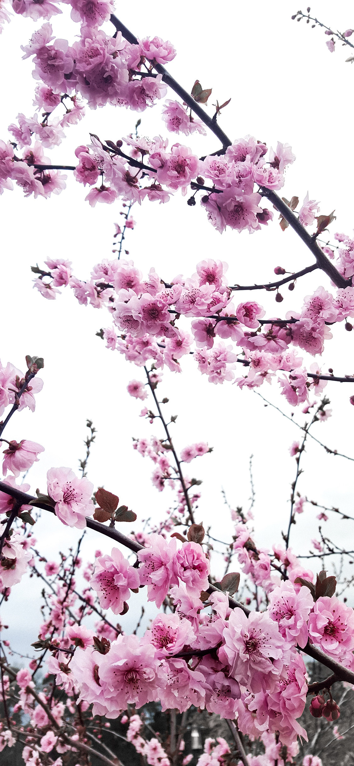 [2436×1125]花季 鲜花 盛开 花朵 苹果手机壁纸图片