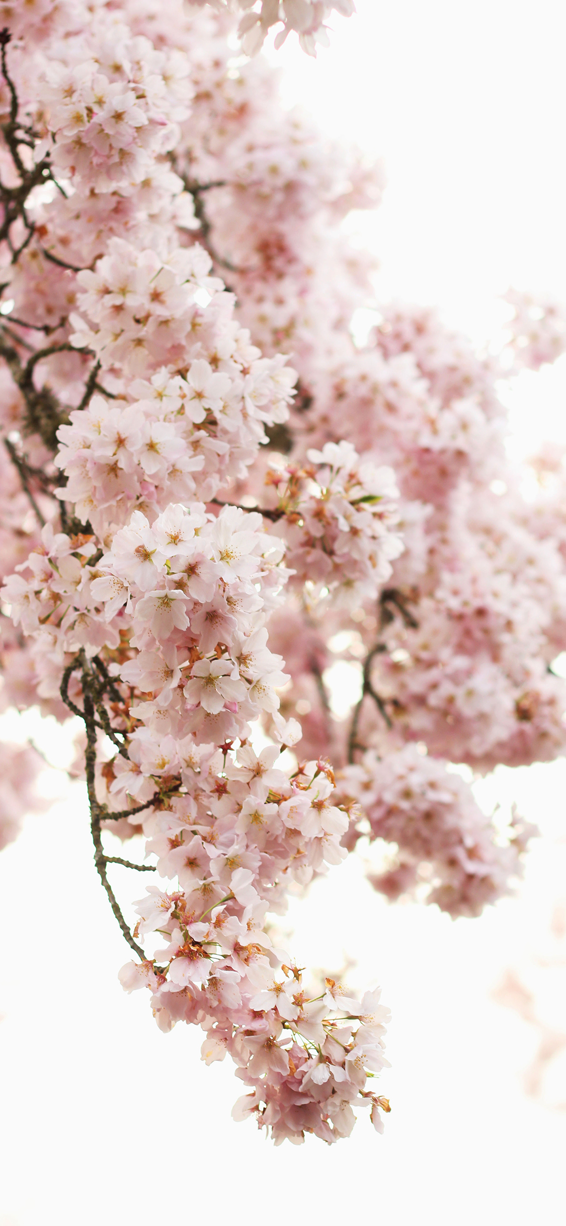 [2436×1125]花季 鲜花 盛开 花簇 苹果手机壁纸图片