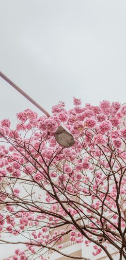 [2436x1125]花季 鲜花 盛开 路灯 枝头 粉 花簇 苹果手机壁纸图片
