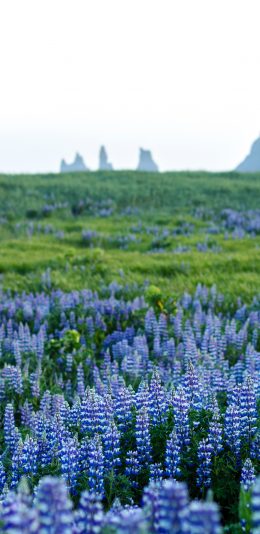 [2436x1125]花海 鲁冰花 紫色 唯美 苹果手机壁纸图片