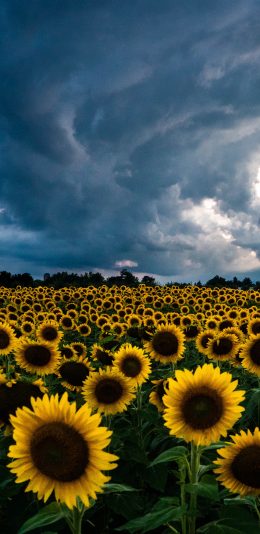 [2436x1125]花田 向日葵 云空 自然风景 苹果手机壁纸图片