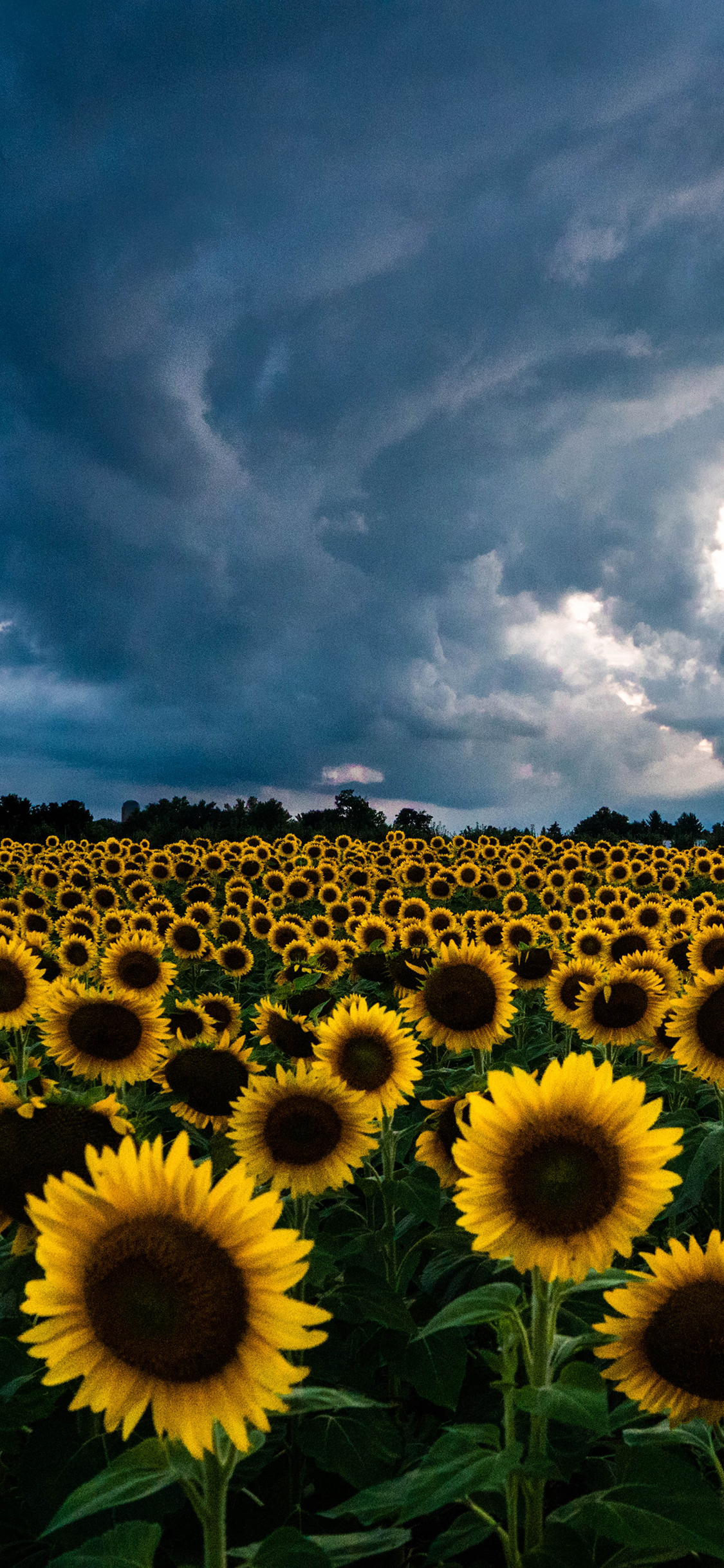[2436×1125]花田 向日葵 云空 自然风景 苹果手机壁纸图片