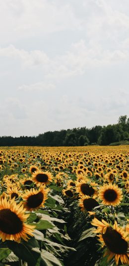 [2436x1125]花田 向日葵 鲜花 花盘 苹果手机壁纸图片