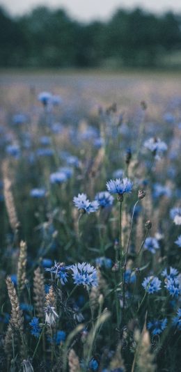 [2436x1125]花田 广阔 鲜花 花季 苹果手机壁纸图片