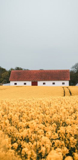 [2436x1125]花田 房屋 景色 花海 苹果手机壁纸图片