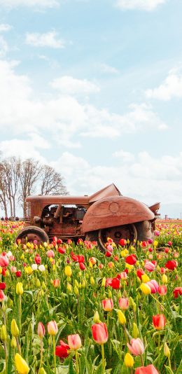 [2436x1125]花田 花圃 郁金香 鲜花 苹果手机壁纸图片