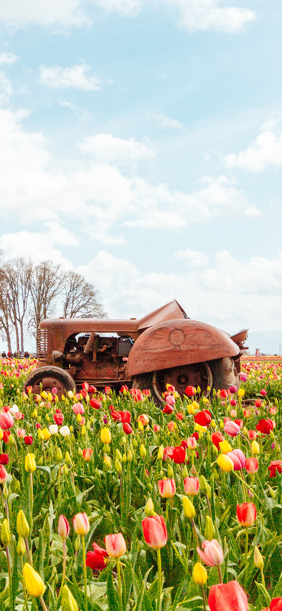 [2436×1125]花田 花圃 郁金香 鲜花 苹果手机壁纸图片