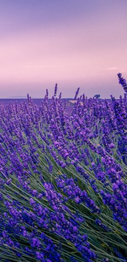 [2436x1125]花田 薰衣草 紫色 梦幻 苹果手机壁纸图片