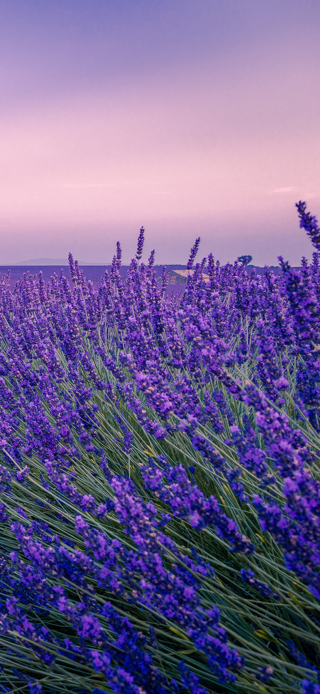 [2436×1125]花田 薰衣草 紫色 梦幻 苹果手机壁纸图片