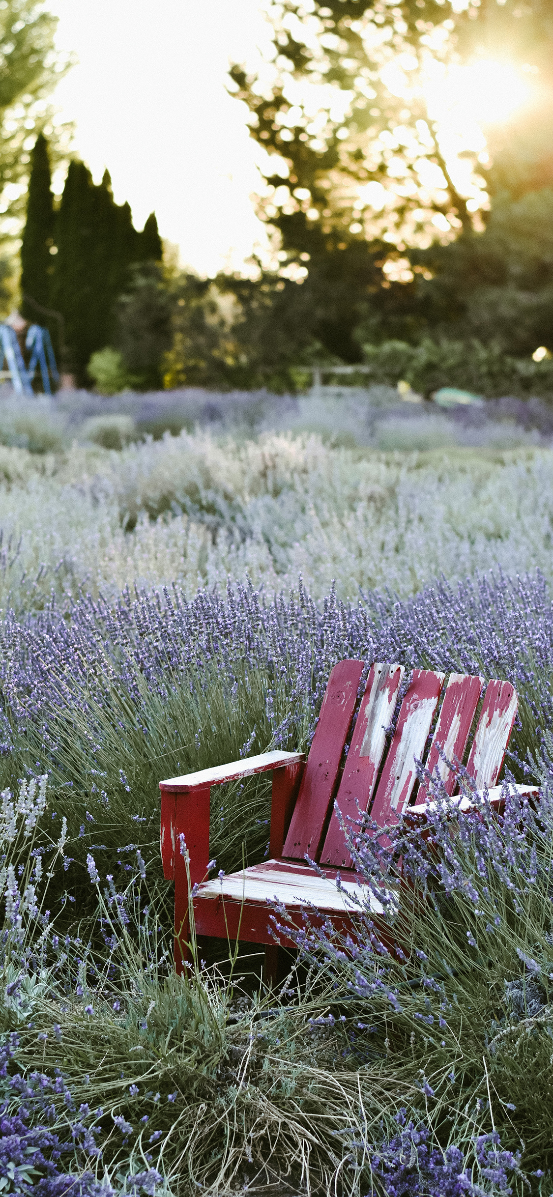 [2436×1125]花田 薰衣草 紫色 浪漫 椅子 苹果手机壁纸图片
