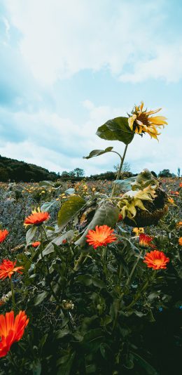 [2436x1125]花田 野花 花朵 菊花 向日葵 苹果手机壁纸图片