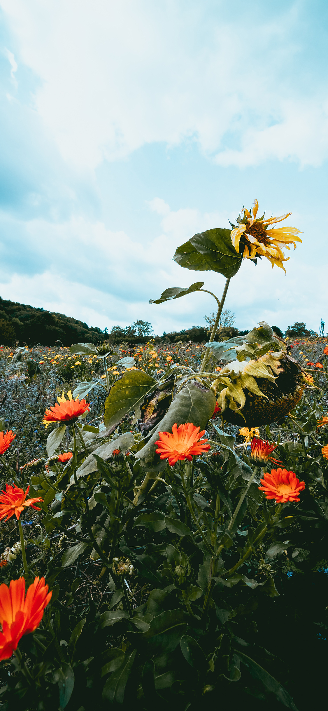 [2436×1125]花田 野花 花朵 菊花 向日葵 苹果手机壁纸图片