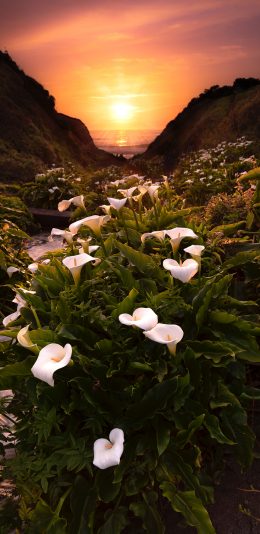 [2436x1125]花田 马蹄莲 夕阳 流水 苹果手机壁纸图片