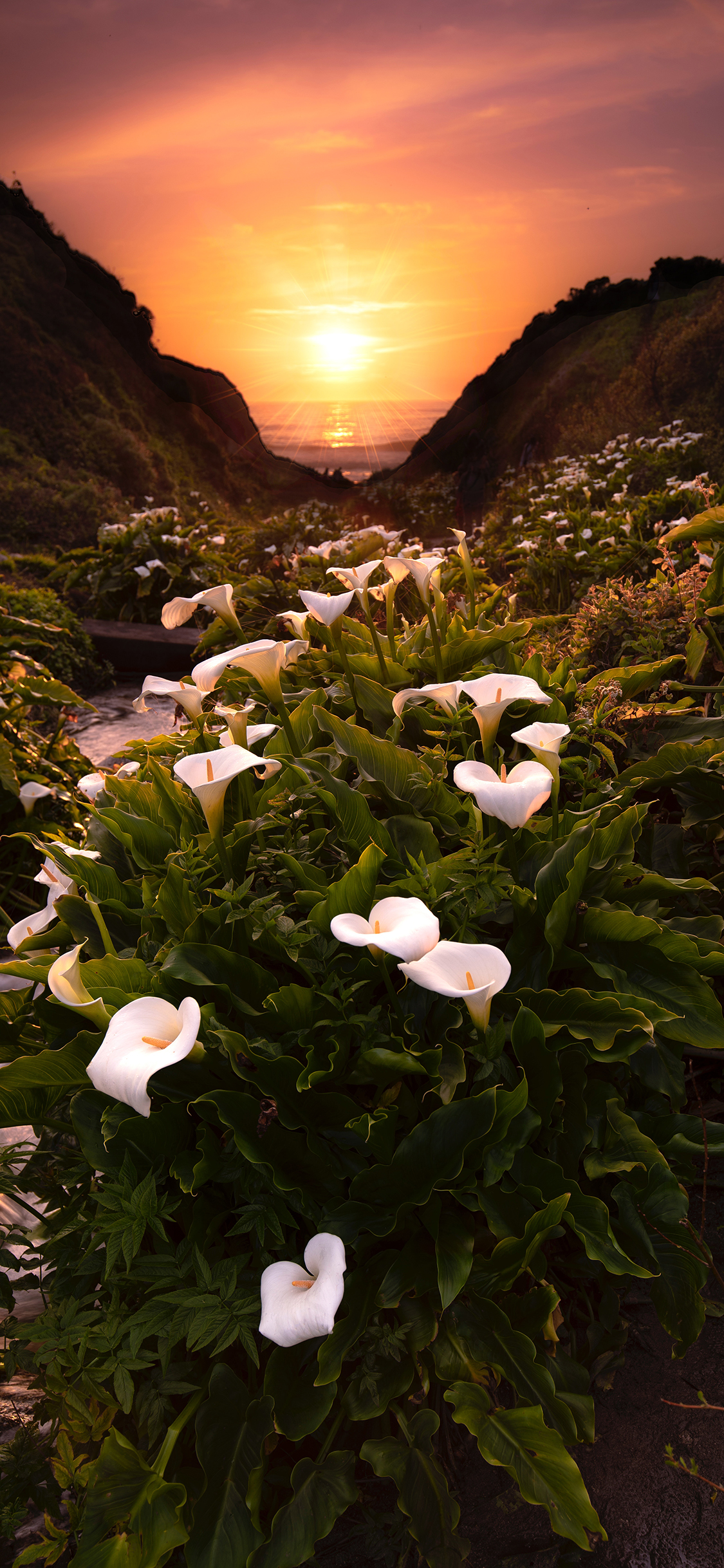 [2436×1125]花田 马蹄莲 夕阳 流水 苹果手机壁纸图片