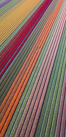 [2436x1125]花田 鲜花 色彩 花海 苹果手机壁纸图片
