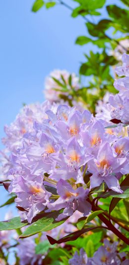 [2436x1125]花簇 盛开 鲜花 枝叶 苹果手机壁纸图片