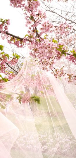 [2436x1125]花簇 花季 盛开 纱网 唯美 苹果手机壁纸图片