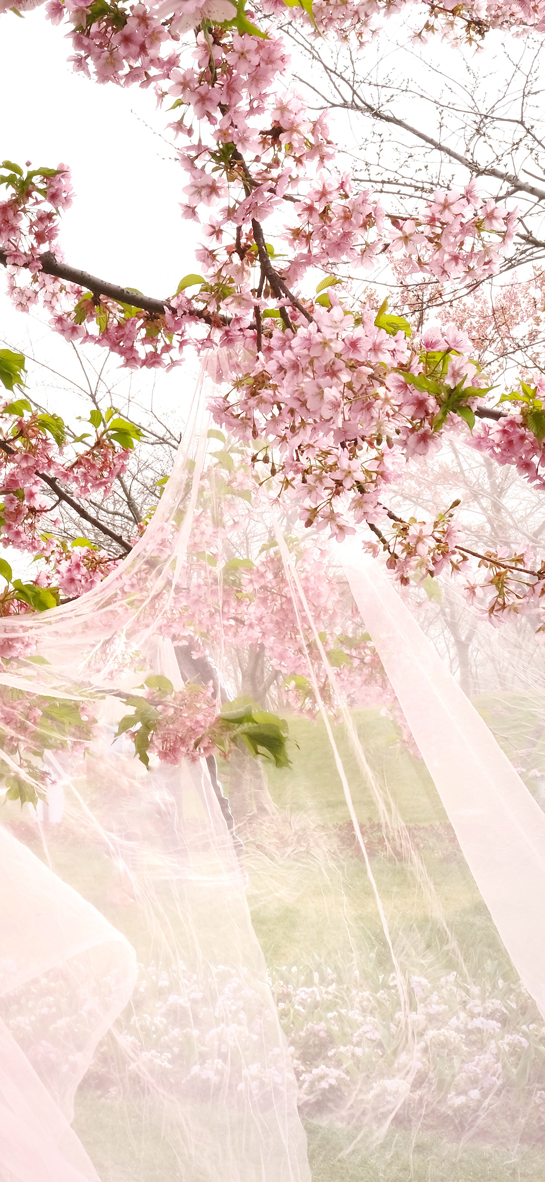 [2436×1125]花簇 花季 盛开 纱网 唯美 苹果手机壁纸图片