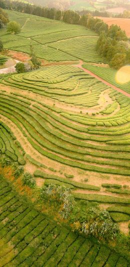 [2436x1125]茶园 广阔 种植 管理 苹果手机壁纸图片
