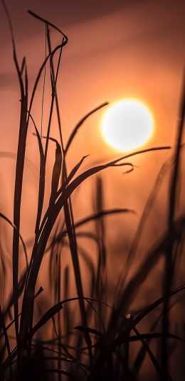 [2436x1125]草丛 太阳 照射 唯美 苹果手机壁纸图片