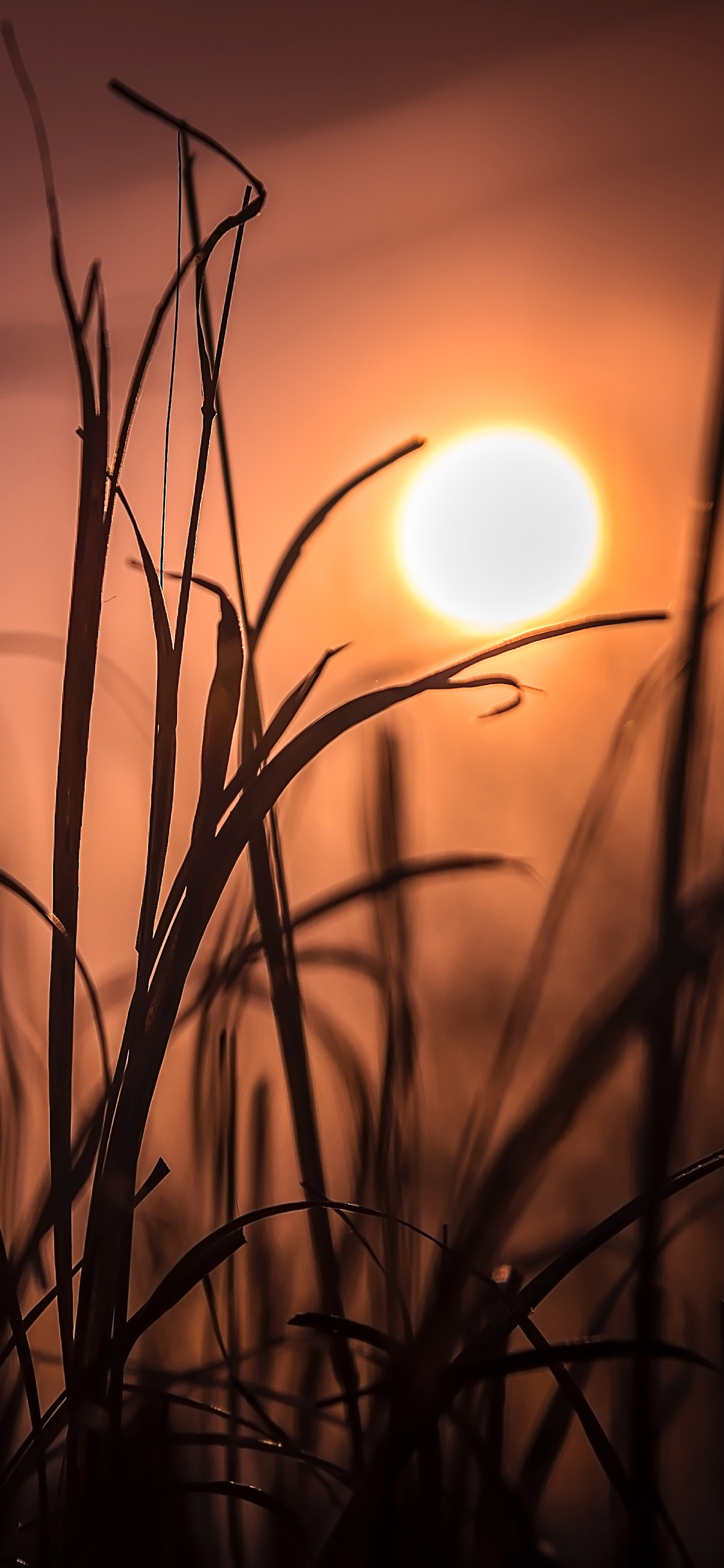 [2436×1125]草丛 太阳 照射 唯美 苹果手机壁纸图片