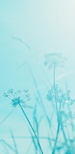 [2436x1125]草丛 蒲公英 蓝色 滤镜 自然 苹果手机壁纸图片