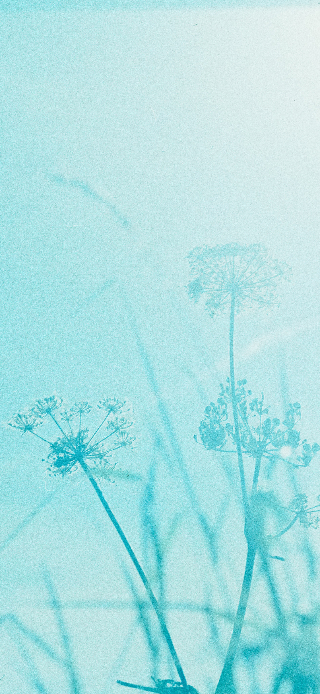 [2436×1125]草丛 蒲公英 蓝色 滤镜 自然 苹果手机壁纸图片