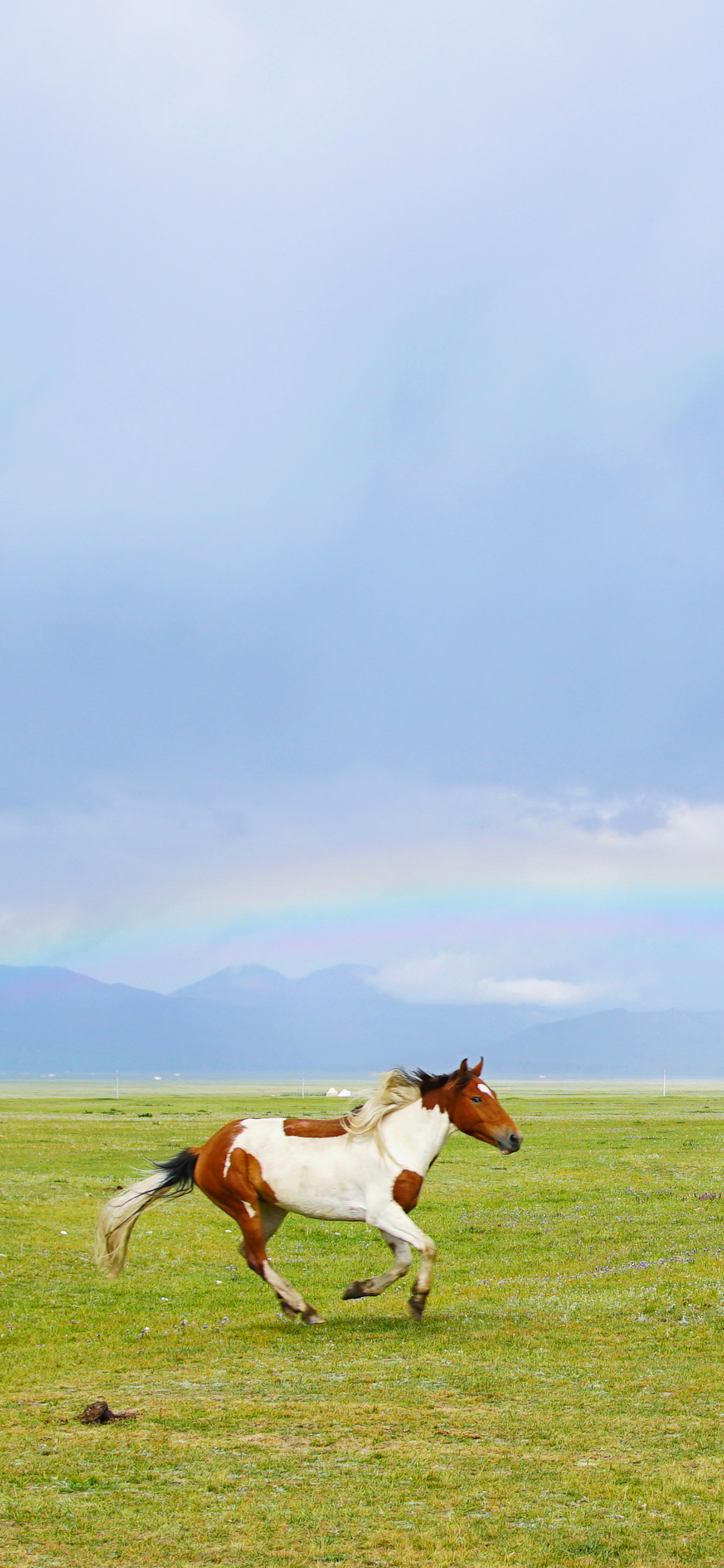 [2436×1125]草原 奔跑 彩虹 广阔  马匹 苹果手机壁纸图片