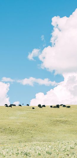 [2436x1125]草原 畜牧 牛 养殖 蓝天白云 苹果手机壁纸图片