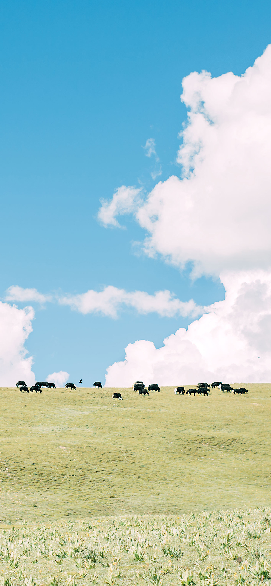 [2436×1125]草原 畜牧 牛 养殖 蓝天白云 苹果手机壁纸图片