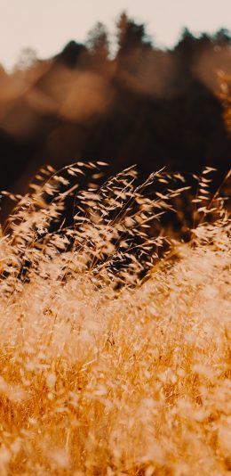 [2436x1125]草地 枯黄 野外 草丛 苹果手机壁纸图片