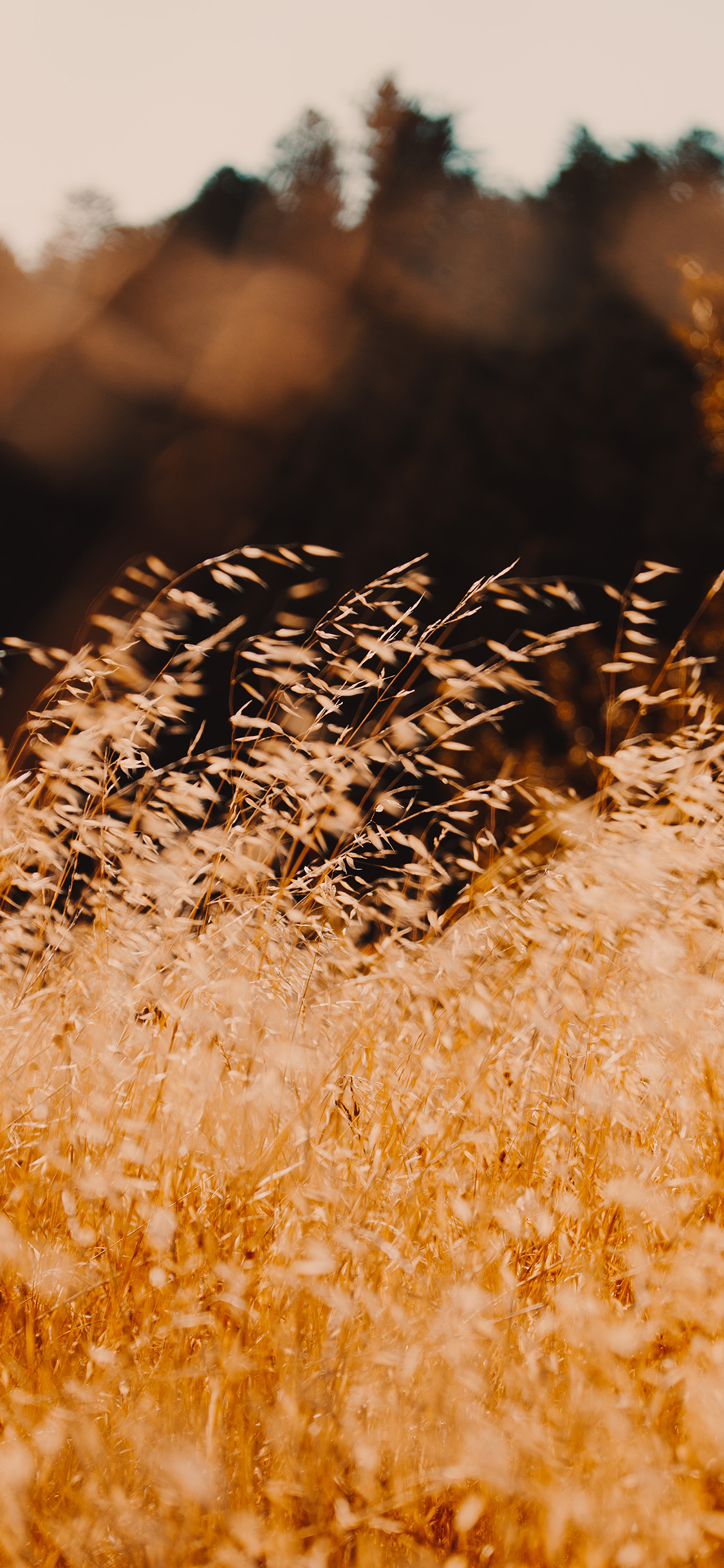 [2436×1125]草地 枯黄 野外 草丛 苹果手机壁纸图片