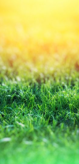 [2436x1125]草地 碧绿 草坪