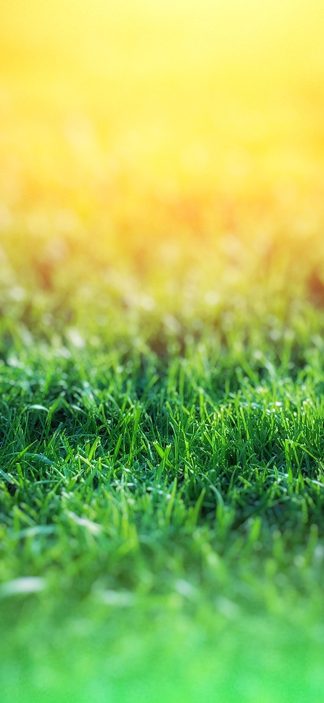 [2436×1125]草地 碧绿 草坪