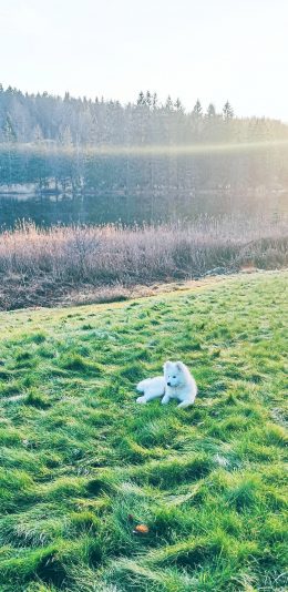 [2436x1125]草地 野外 宠物 萨摩 苹果手机壁纸图片