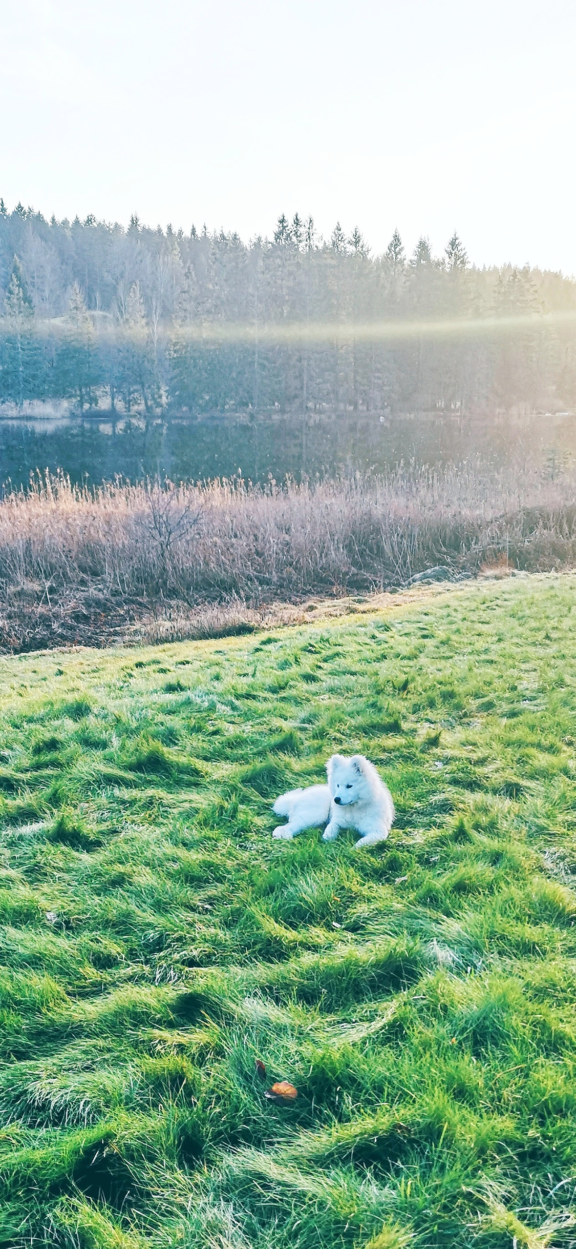 [2436×1125]草地 野外 宠物 萨摩 苹果手机壁纸图片