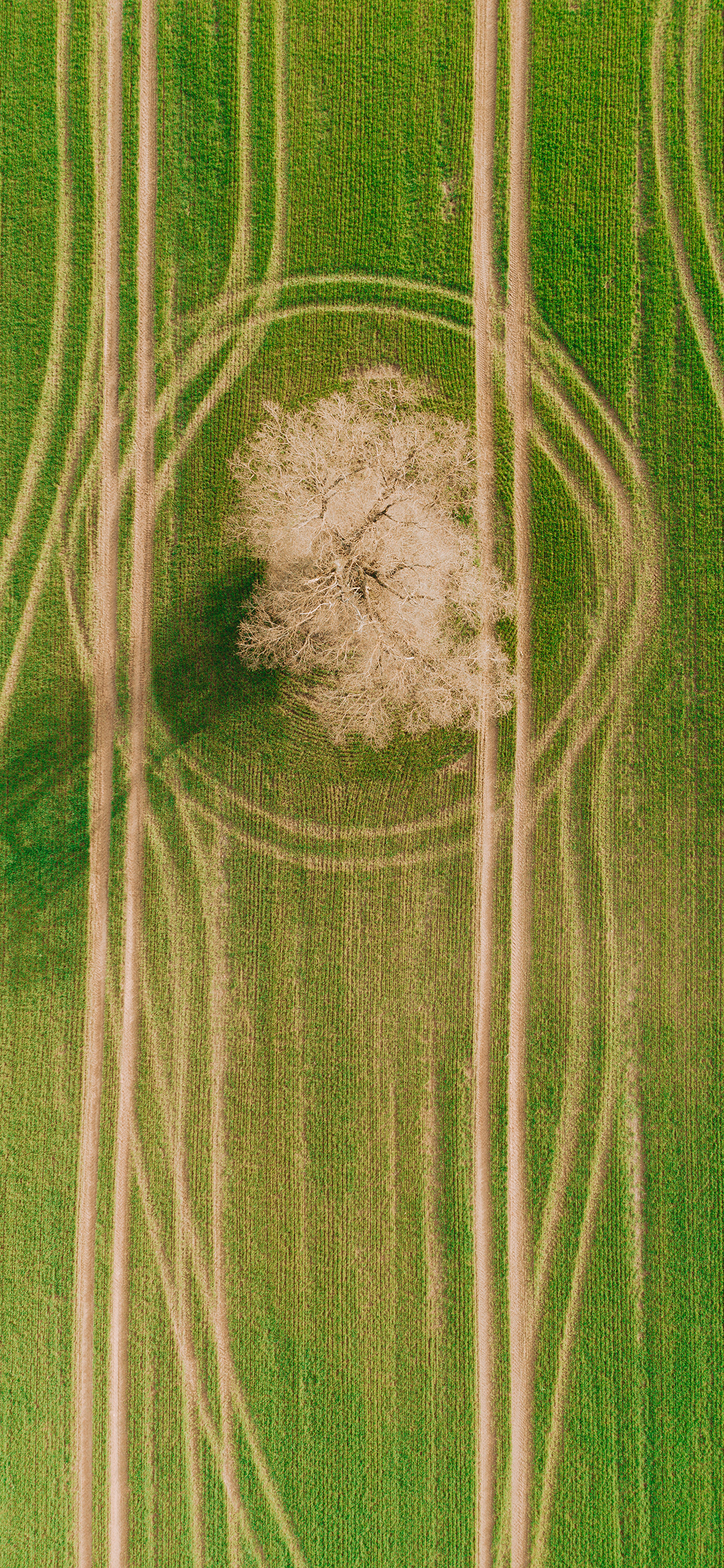 [2436×1125]草坪 树木 绿色 清新 苹果手机壁纸图片