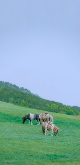 [2436x1125]草坪 矮种马 食草 畜牧 苹果手机壁纸图片