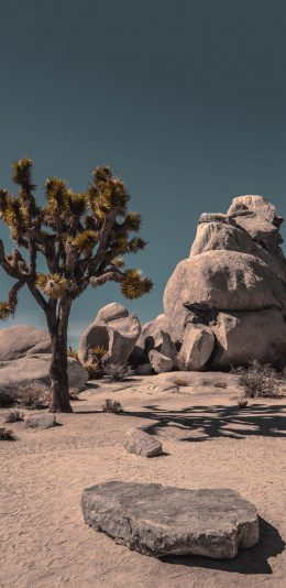 [2436x1125]荒漠 石头 戈壁 植被 树木 沙子 苹果手机壁纸图片